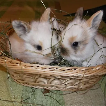 Schlossmayrhof * St. Gilgen